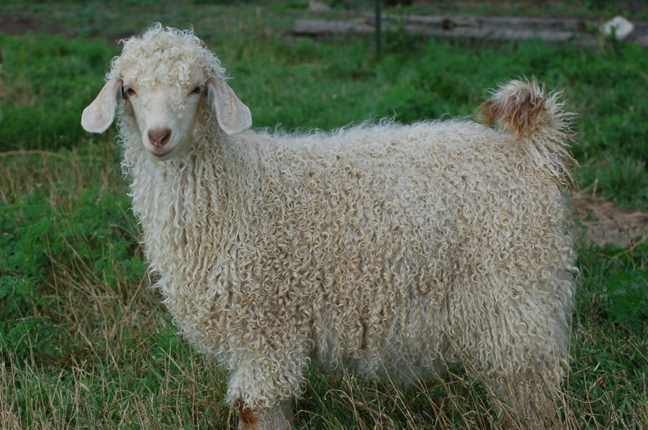 <p>what breed and used for</p>