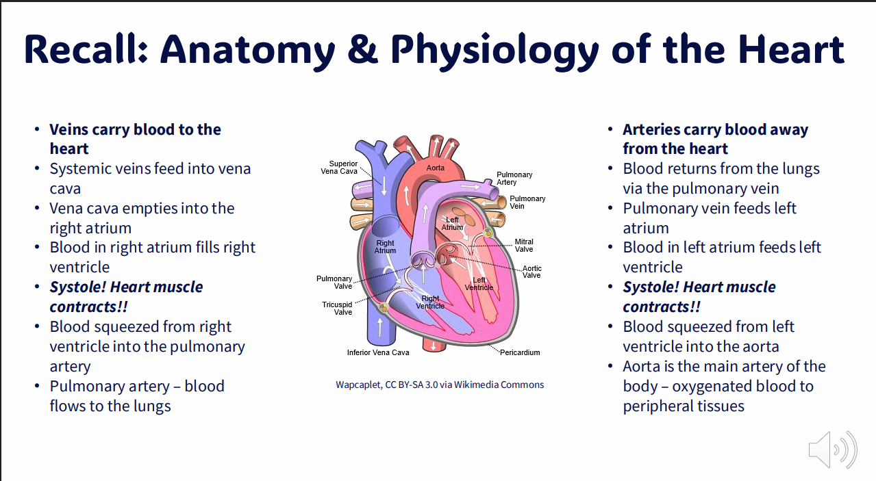 <p>Recall: Anatomy and Phsyiology of the Heart 1</p>
