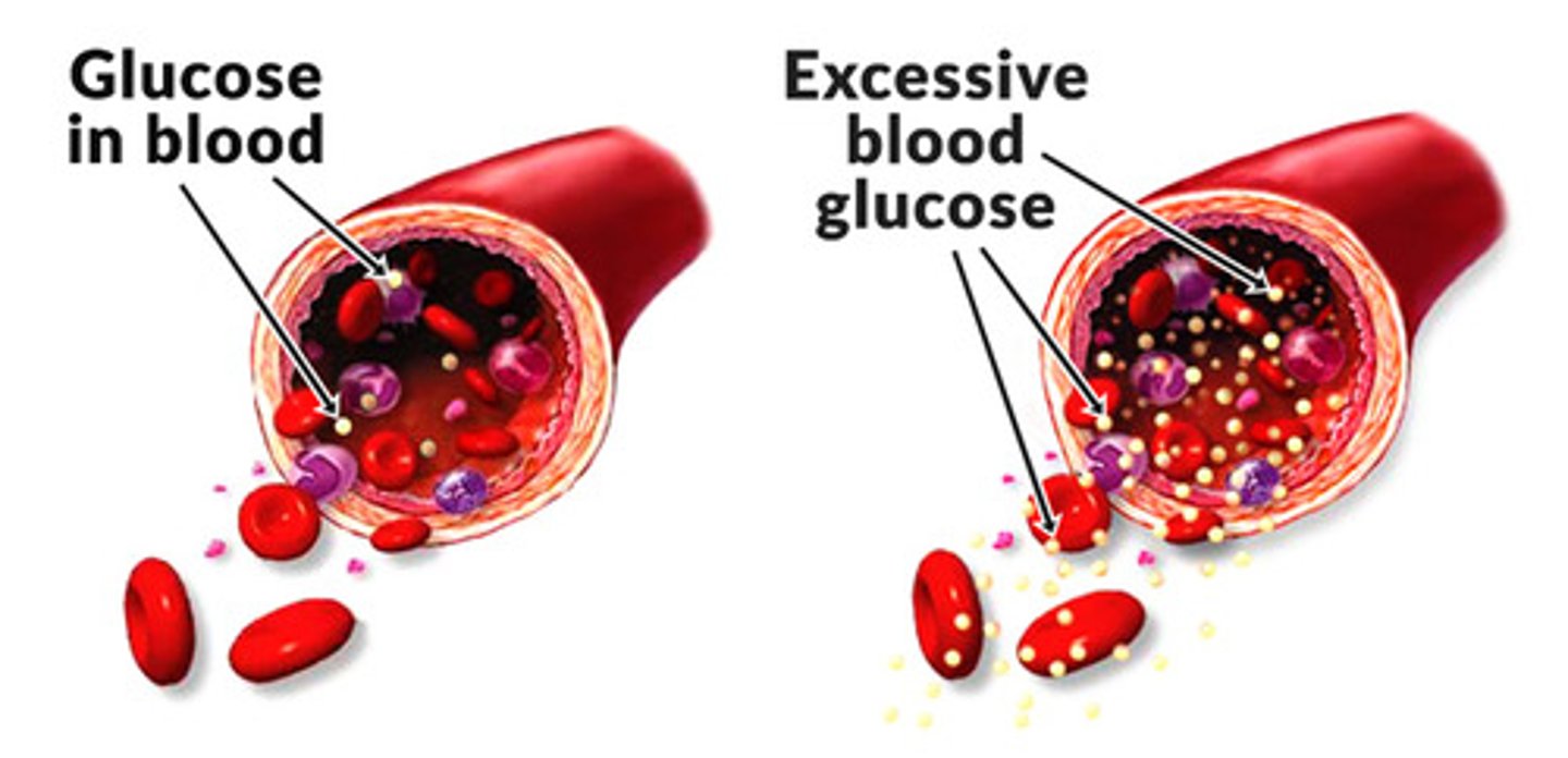 <p>the concentration of glucose in the blood.</p>