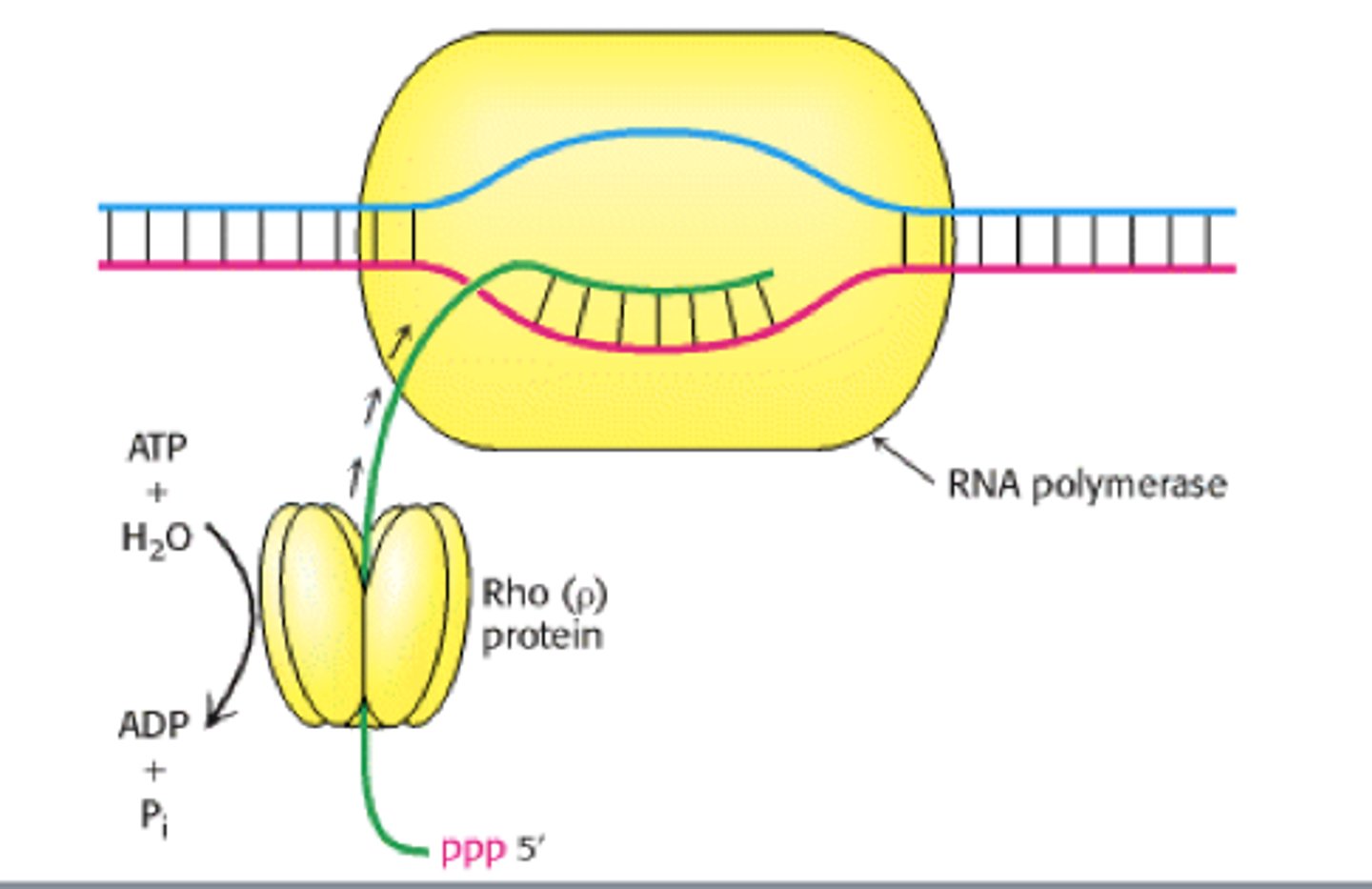 <p>- The Rho Factor binds to a site on mRNA called "rut" and follows RNA polymerase along strand</p><p>- RNA polymerase pauses at rho-dependent pause site, and rho catches up and forces it off of the DNA</p>