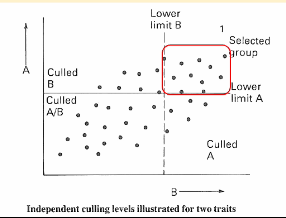 <p>What method for selection for more than one trait does this graph show?</p>