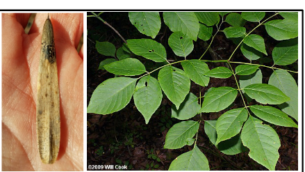 <p>Oleaceae</p><p>Fraxinus americana</p>