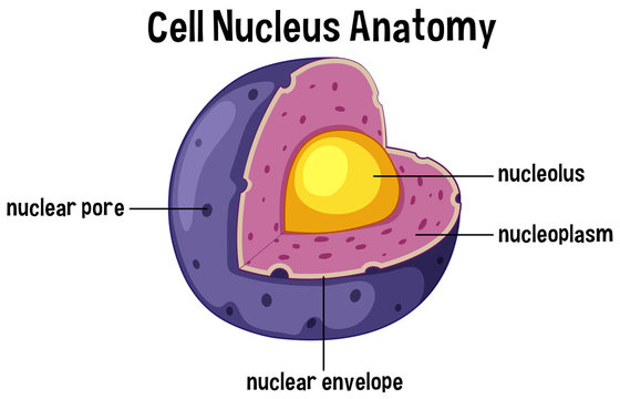 <ul><li><p>has <strong>genetic info</strong></p></li><li><p><strong>double membrane</strong></p></li><li><p>has <strong>pores</strong> (materials in &amp; out)</p></li><li><p>has <strong>nucleolus</strong> (rRNA is made)</p></li><li><p>subunits exit via nuclear pores → turn into ribosomes</p></li></ul><p></p>