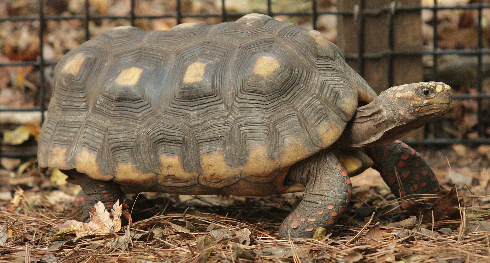 Red-foot tortoise