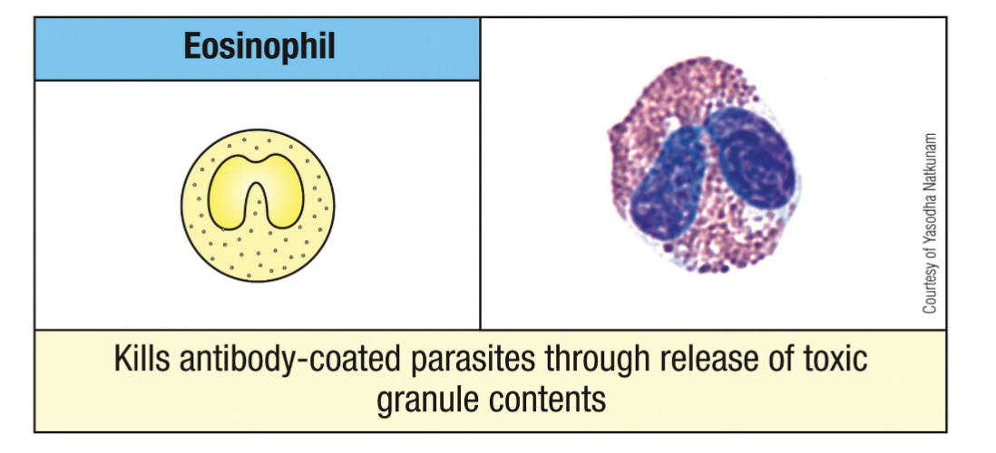 <p><span>Involved in anti-parasitic function and also allergy and asthma</span></p><p><span>Release cytokines to instruct adaptive immune responses; coordinate immune responses, especially against multicellular parasites (i.e.,</span><br><span>worms)</span></p><p><span>Use lysosomal enzymes and oxygen-radicals like neutrophils</span></p><p><span>Contain an anti-parasite protein called eosinophil cationic protein (ECP)</span></p>