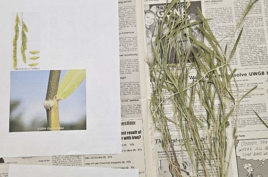 <p>plant?</p>
