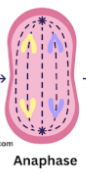<p>Anaphase</p>