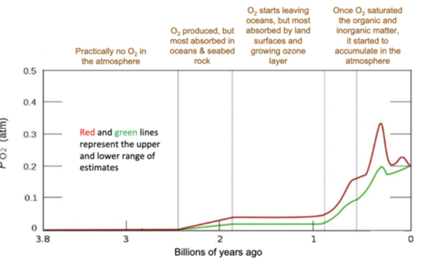 <p>· The early oceans/atmosphere began to oxygenate via oxygenic photosynthesis</p><p>· Oxygen being captured/absorbed by iron delayed this crisis</p><p>· Microbes that evolved without O₂ were "killed"</p><p>- Only the microbes that could tolerate oxygen & its toxicity survived</p>