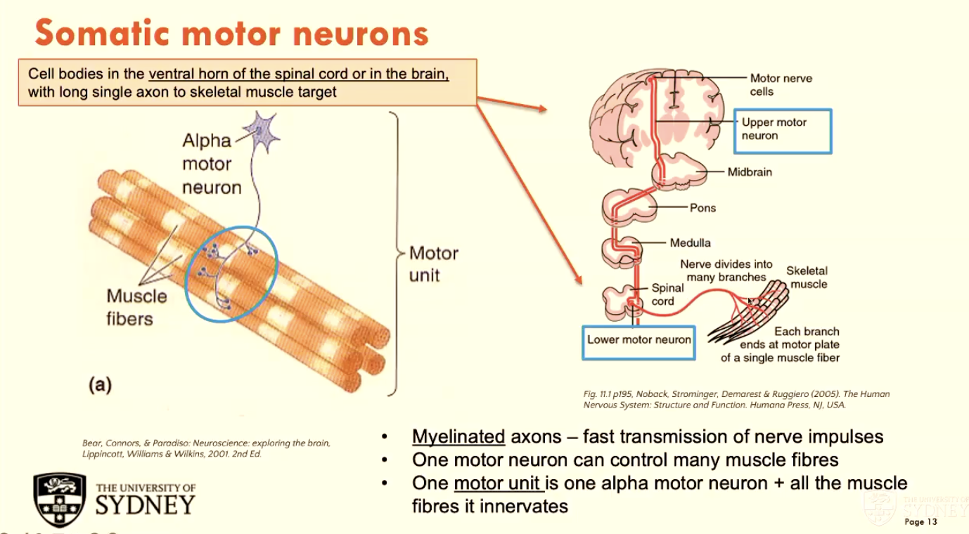 <p>A - ventral horn of spinal cord OR in the brain</p><p>B - long, single</p><p>C - skeletal muscle target</p>