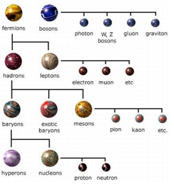 <ul><li><p>Bosons: photons, W/Z particles, gluons and gravitons</p></li><li><p>Fermions</p></li></ul>