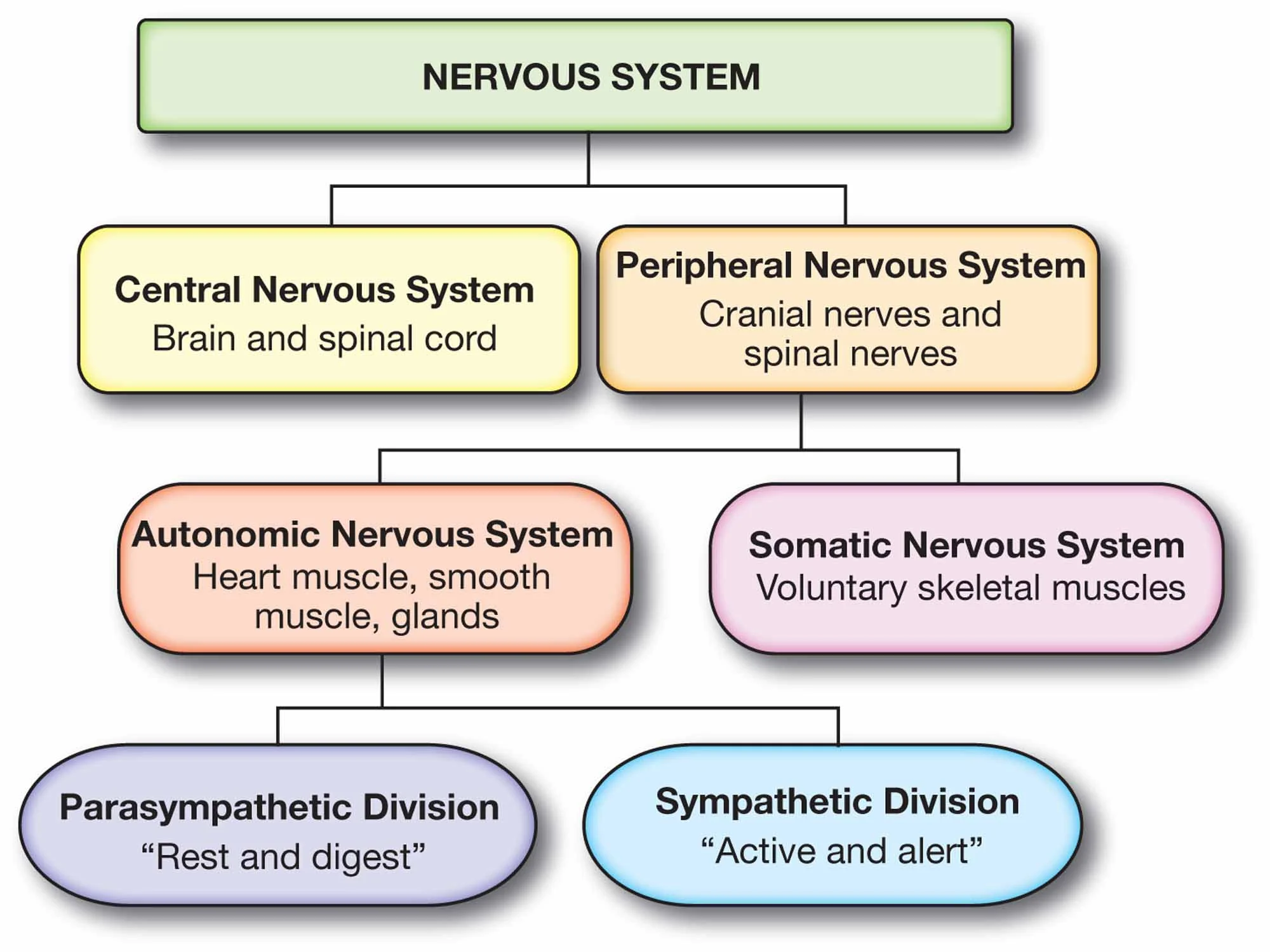 <p><span>The Central Nervous System (CNS). Automatic nervous system and para-sympathetic division (Rest and Digest)</span></p>
