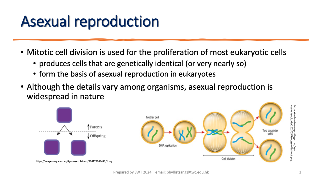 <p>two types of asexual reproduction</p>
