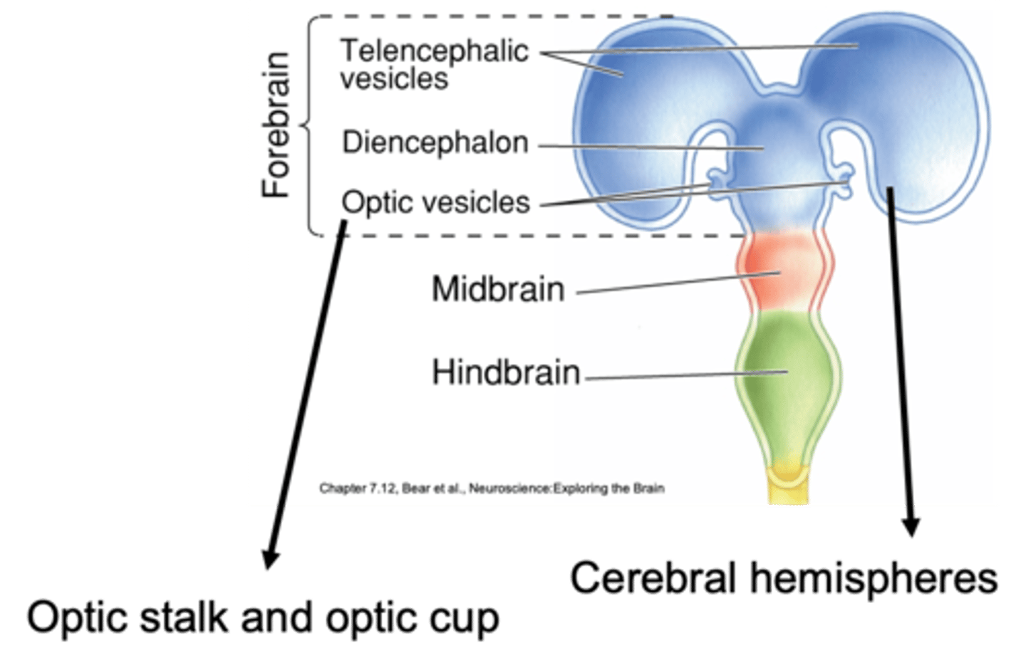 <p>Secondary brain vesicles of the forebrain</p>