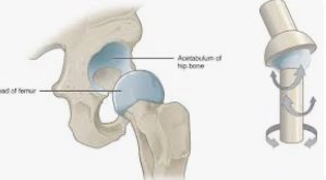 <p>movement in all 3 planes </p><p>Hip and shoulder </p>