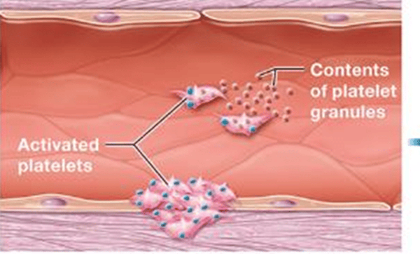 <p>The formation of a plug composed of platelets at the site of a damaged blood vessel, helping to stop bleeding.</p>