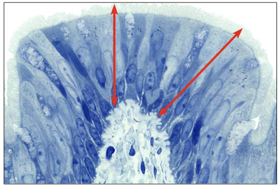 knowt flashcard image