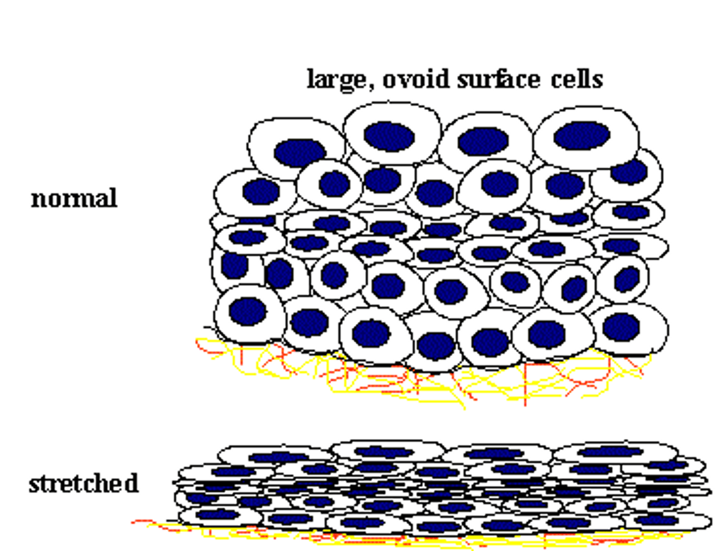 <p>Multiple layers of cells which appear cuboidal when not stretched, but squamous when stretched; found in the urinary organs</p>