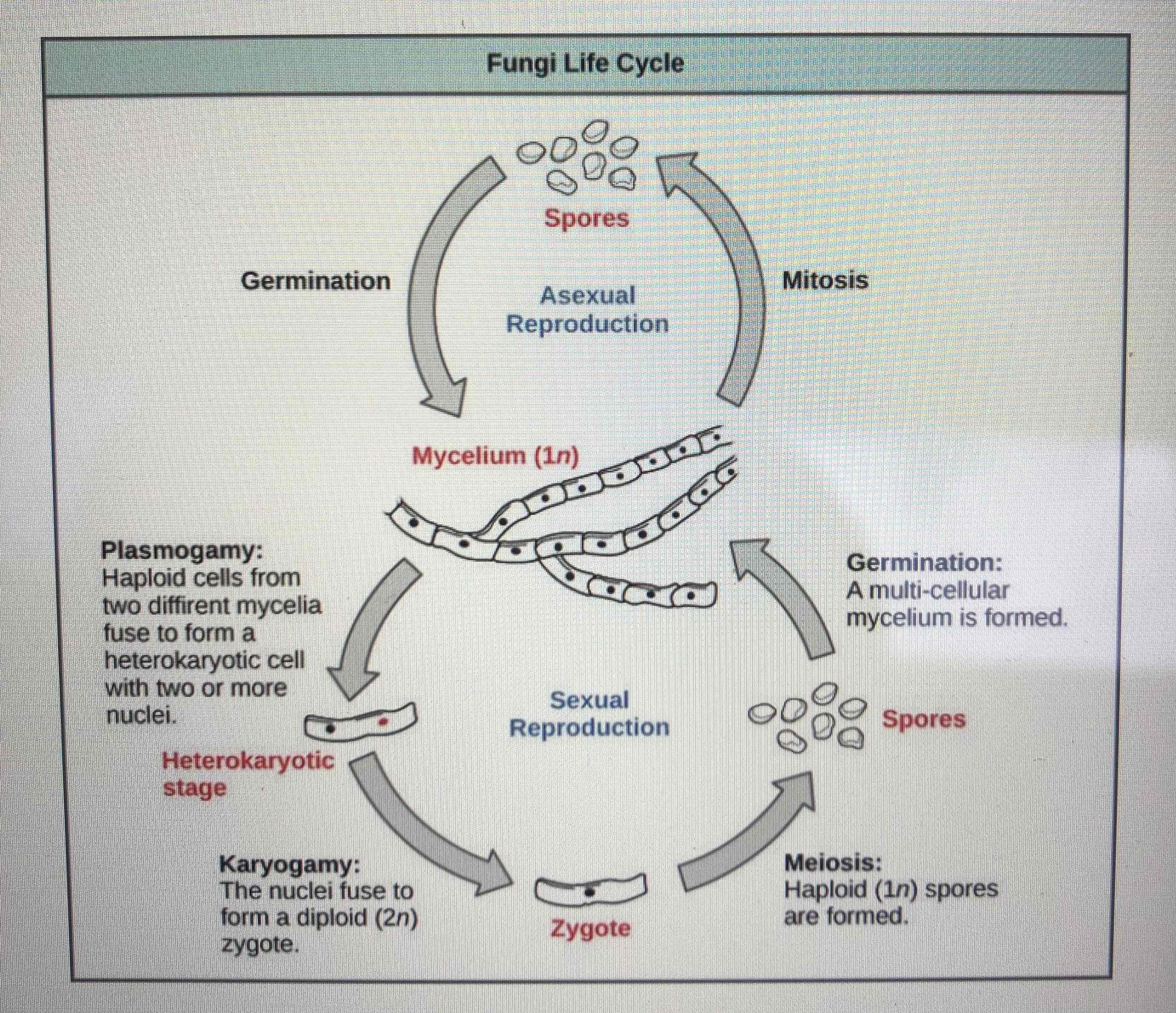 <p>Cells from two different mycelia fuse. They then form a zygote.</p><p>Through meiosis spores are formed.</p>