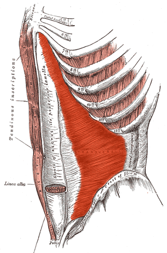 <p><span><strong>Location</strong></span>: The <span>innermost of the three flat abdominal muscles</span>. Underneath internal obliques. Muscle <span>fibers lie horizontal.</span></p><p class="MsoNormal"><strong>Origin</strong>: Thoracolumbar fascia, iliac crest, inguinal ligament, and lower six ribs.</p><p class="MsoNormal"><strong>Insertion</strong>: <span>Linea alba and pubic crest.</span></p><p class="MsoNormal"><span><strong>Function</strong></span>: Compresses the abdominal contents, providing stability to the trunk.</p><p class="MsoNormal"><strong>Innervation</strong>: <span>T7-T11 thoracic nerves and L1 nerve.</span></p>