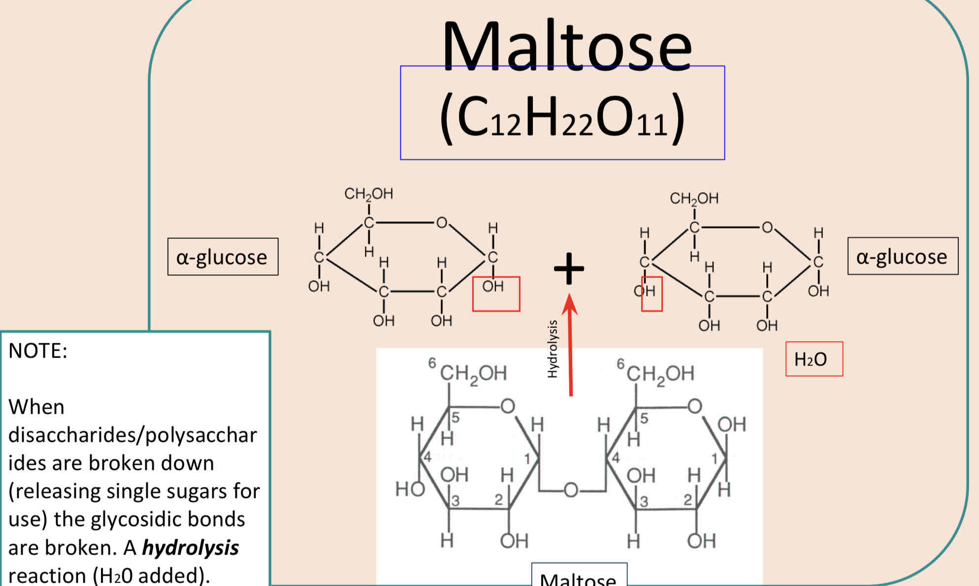 <p>If water is added to the disaccharide, under appropriate reaction conditions, the bond will break, OH ̄ and Hᵻ are added to the C1 and C4 of the broken bond and the 2 α glucose molecules will reform.</p><p>This is called a hydrolysis reaction – water used to split a molecule – and is the reverse of the condensation reaction.</p><p>The glycosidic bond can be broken by hydrolysis. During hydrolysis water is chemically added to break the glycosidic bond. Hydrolysis of maltose is shown below. The atoms added during hydrolysis are shown in red.</p>