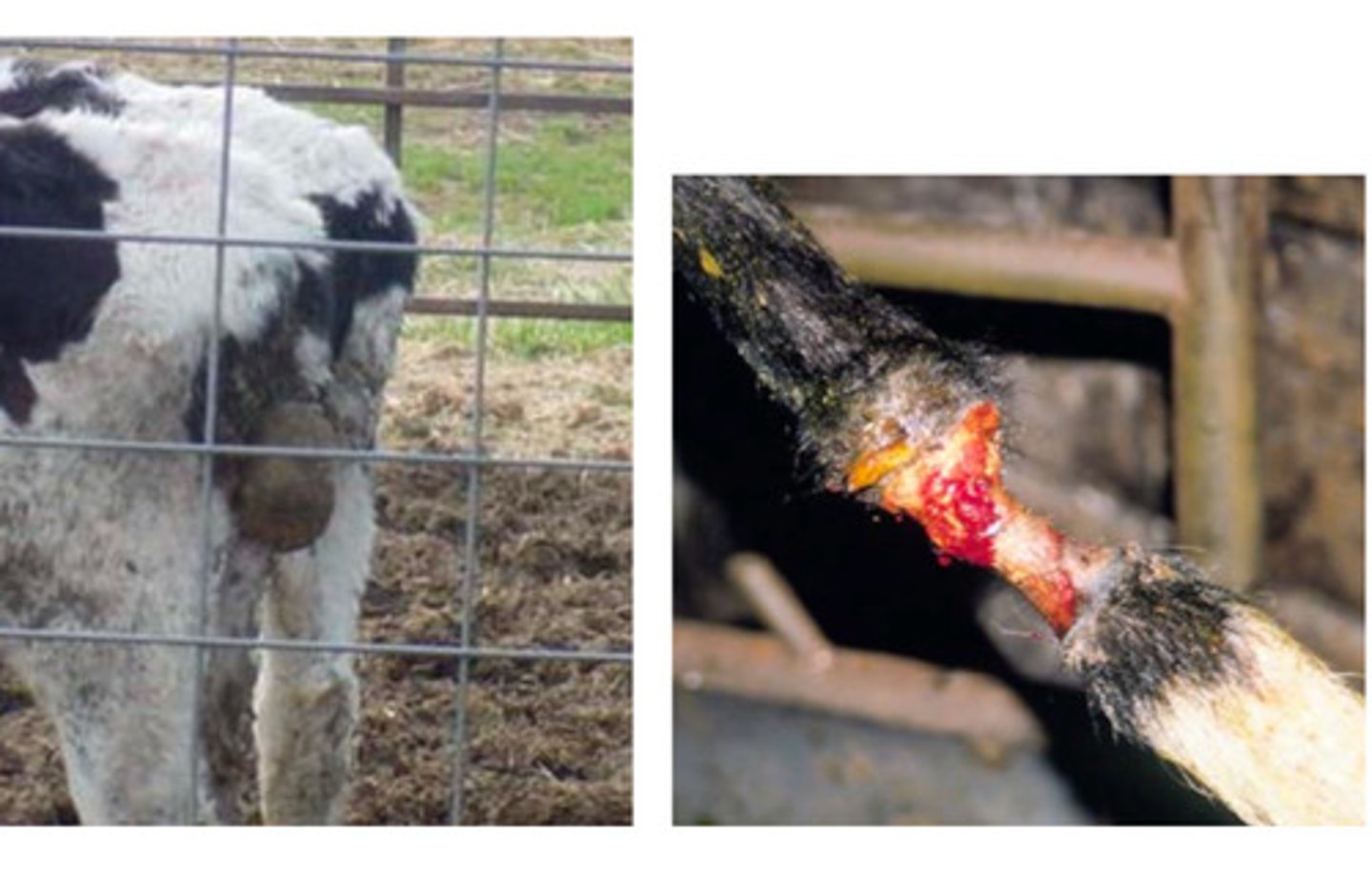 <p>What is this traumatic skin issue, caused by manure around the tail thawing and freezing repeatedly?</p>