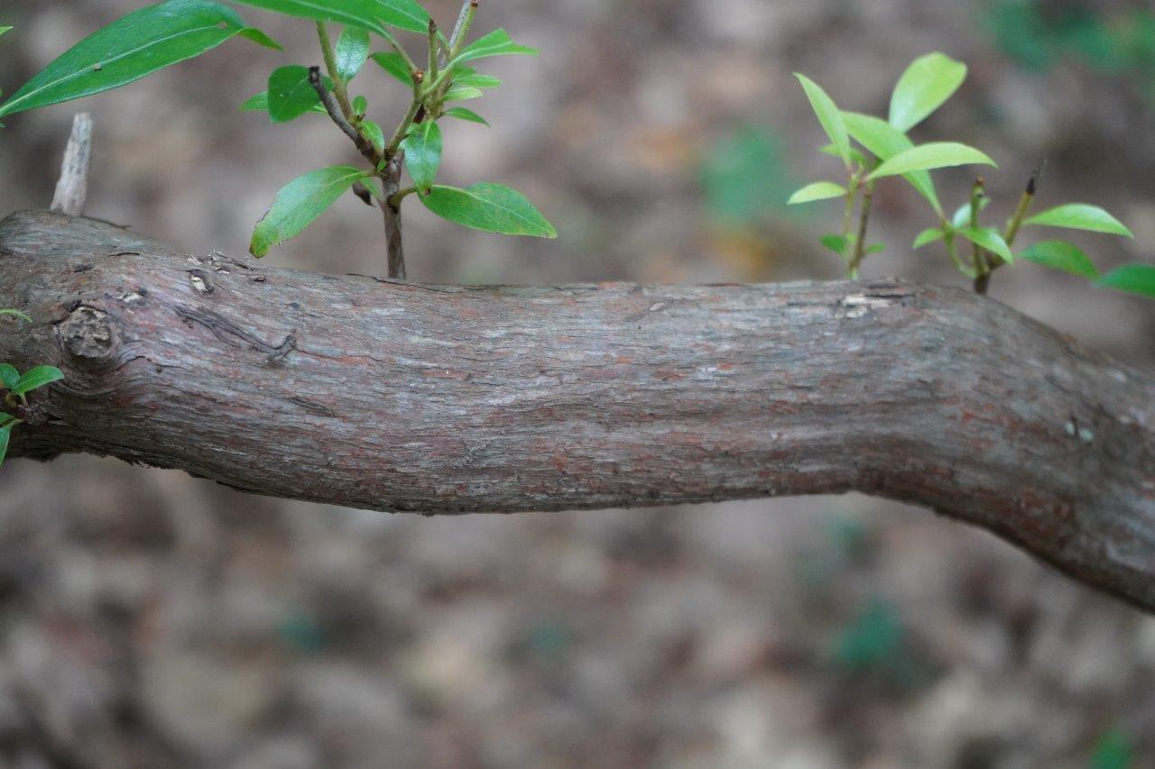 <p>mountain laurel, ivy</p><p>Family: Ericaceae</p><p>Natural history: Leaves and twigs are poisonous to humans and livestock. Leaves browsed in winter by whitetail deer and ruffed grouse.</p>