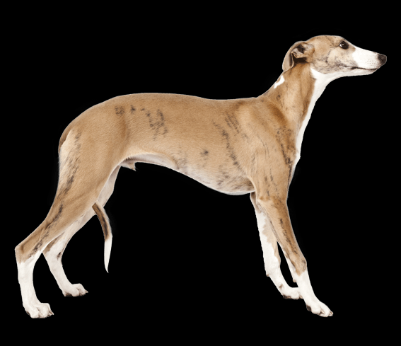 <p>24-40 lb</p>