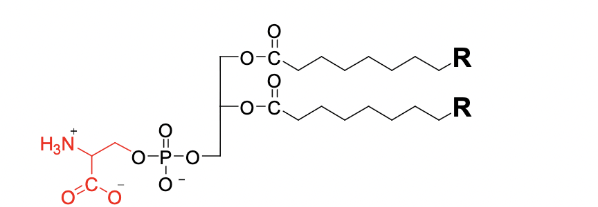 <p>What is this Phosphatidate structure</p>