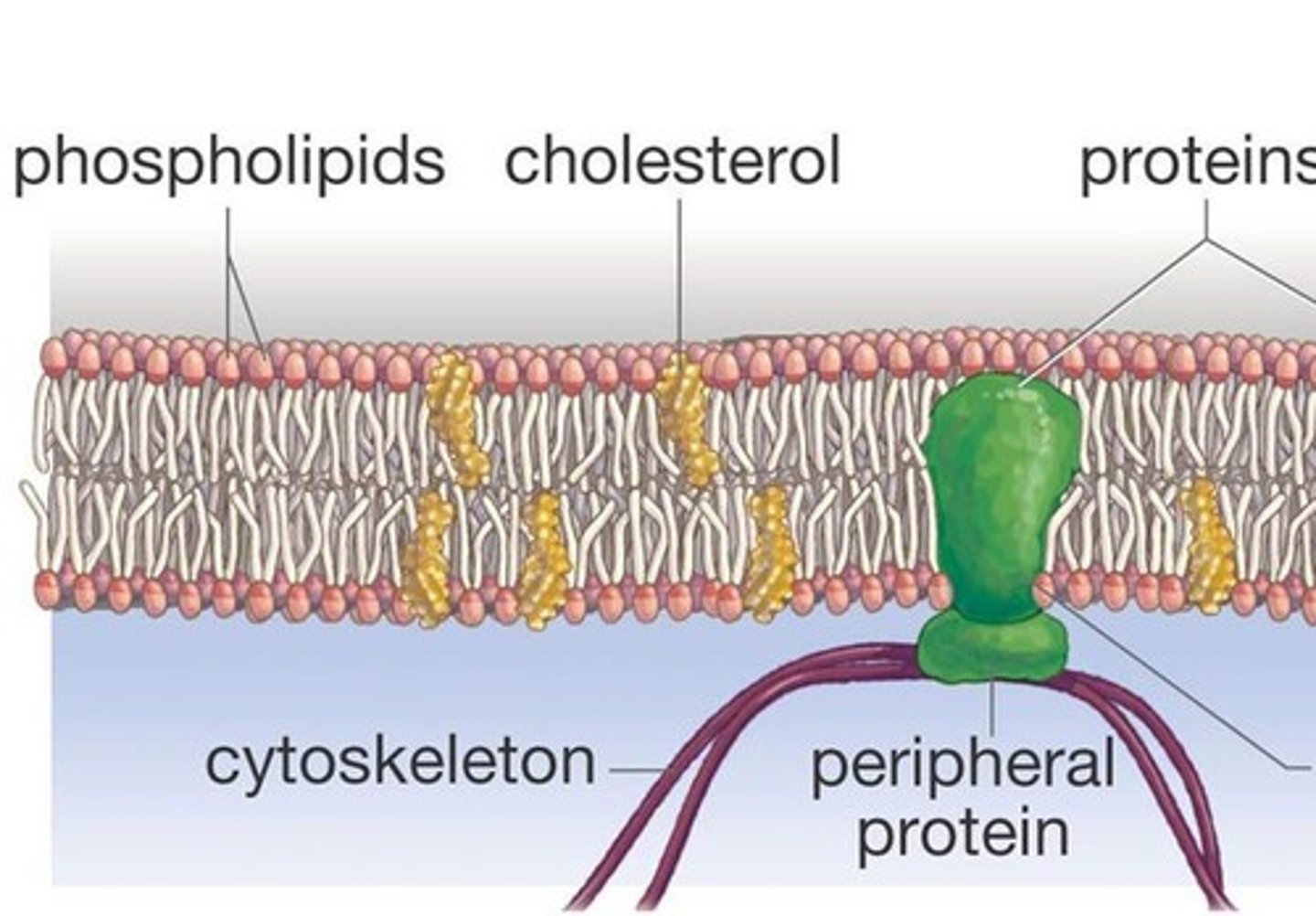 <p>embedded in between the phospholipids to keep the cell membrane more fluid-like</p>