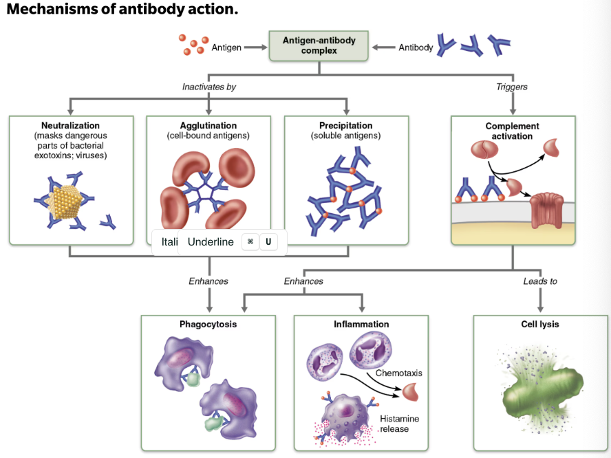<ol><li><p>N<strong>eutralization </strong></p><ul><li><p>Occurs when antibodies block specific sites on <span style="color: green;"><strong><span>viruses or bacterial exotoxins</span></strong></span> → causing them to lose their toxic effects</p></li></ul></li><li><p><strong>Agglutination </strong></p><ul><li><p>Occurs when antibodies cross-link to <span style="color: green;"><strong><span>cells-bound antigens</span></strong></span>→ causing clumping</p></li></ul></li><li><p><strong>Precipitation </strong></p><ul><li><p>Occurs when <span style="color: green;"><strong><span>soluble molecules</span></strong></span> are cross-linked into large complexes that settle out of solution</p></li></ul></li><li><p><strong>Complement activation</strong></p><ul><li><p>Occurs when complement binds to <span style="color: green;"><strong><span>antibodies attached to antigens</span></strong></span> →leads to lysis of the cell</p></li></ul></li></ol><p></p>