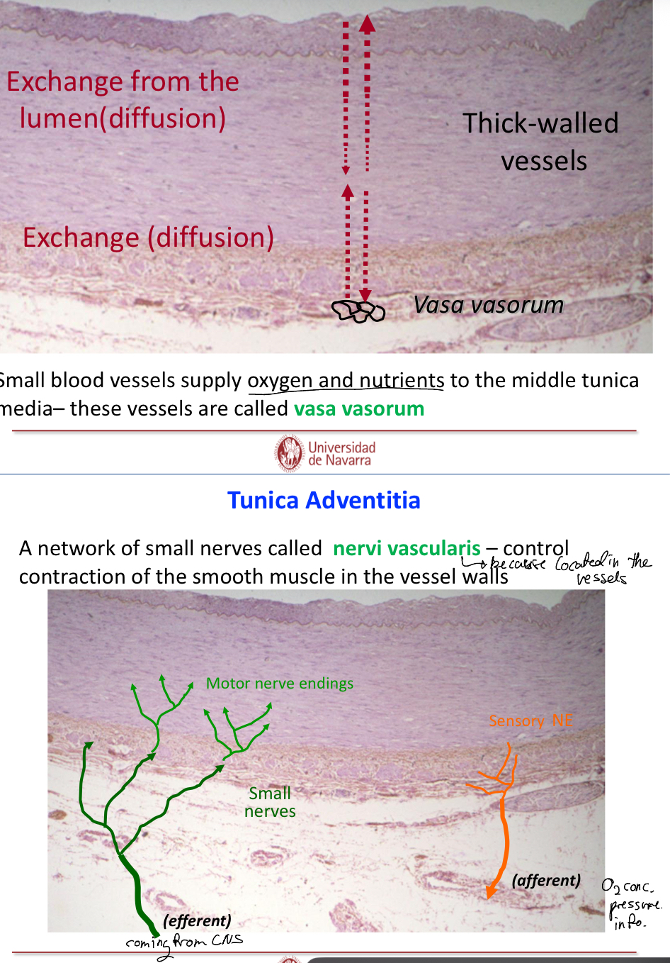 <p>Connective tissue that forms the outermost layer of the vessel, these fibers often blend into those of the surrounding tissues to stabilze the position of the vessel.</p><ul><li><p>Vasa vasorum (small blood vessels that supply oxygen and nutrients to the middle tunica media</p></li><li><p>Nervi vascularis (control contraction of smooth muscle in the vessel walls)</p></li></ul><p></p>