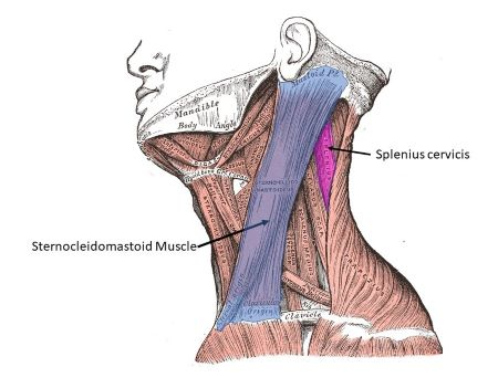 <p><span>Muscles that Move the Head: Sternocleidomastoid, splenius capitis, and semispinalis capitis.</span></p>