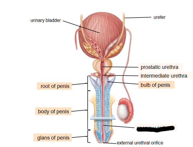 <p>What is this within the Reproductive Ducts?</p>