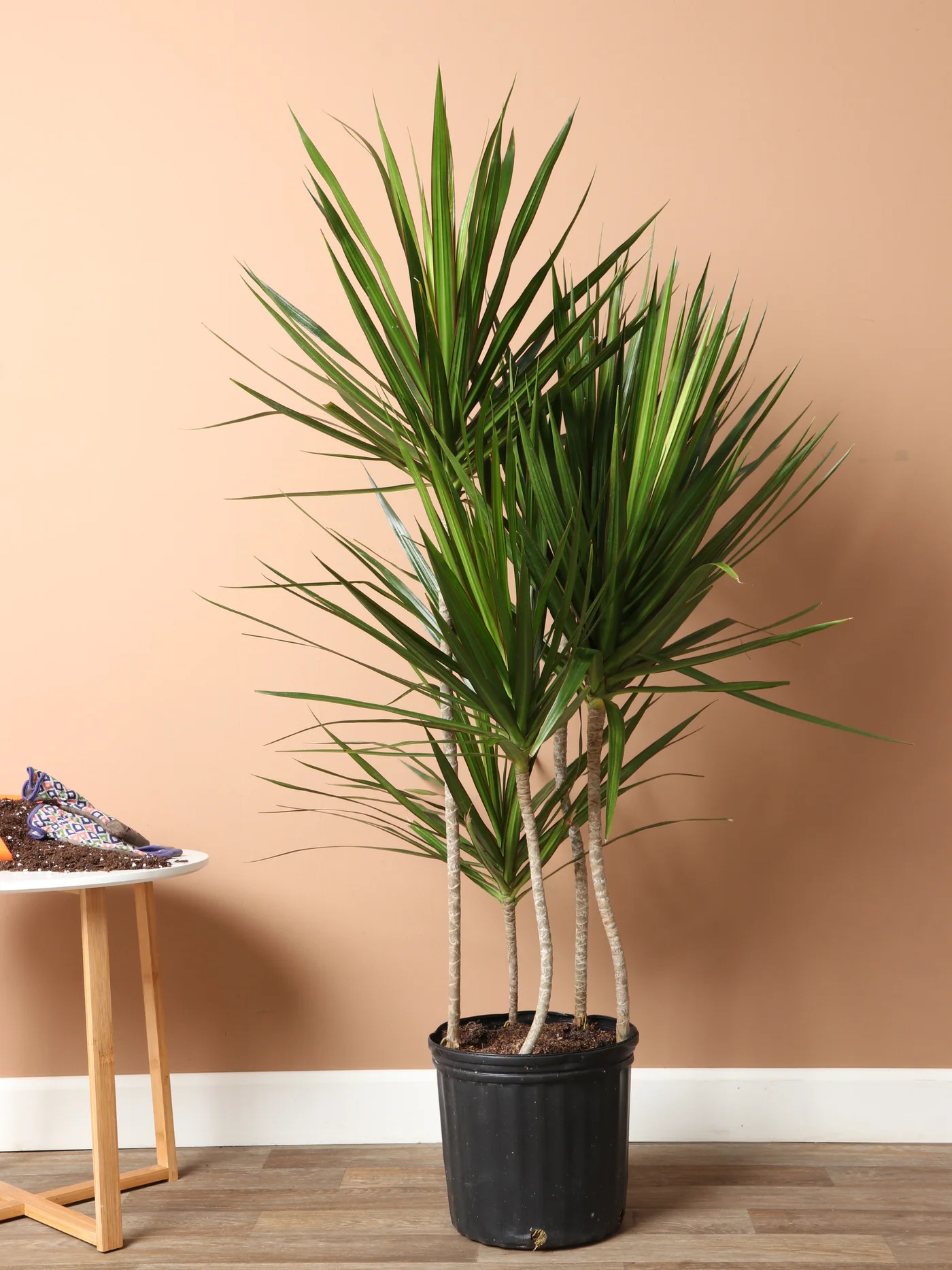 <p>Red Edge Dracaena</p>