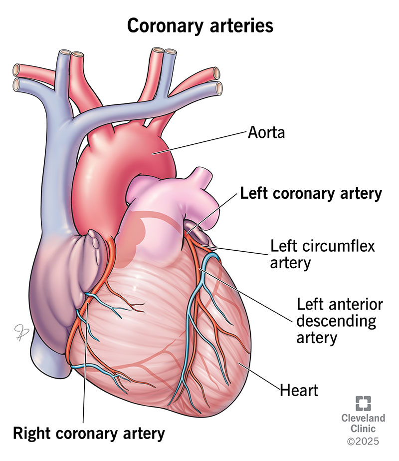 <ul><li><p>Blood supply for the muscles on the heart.</p></li><li><p>This blood gets delivered when the heart is relaxed, and most of it goes towards the left ventricle.</p></li><li><p>Arterial blood supply varies among individuals.</p></li><li><p>Contains many anastomoses (junctions). These provide additional routes for blood delivery, but cannot compensate for coronary artery occlusion (blocked artery)</p></li></ul><p></p>
