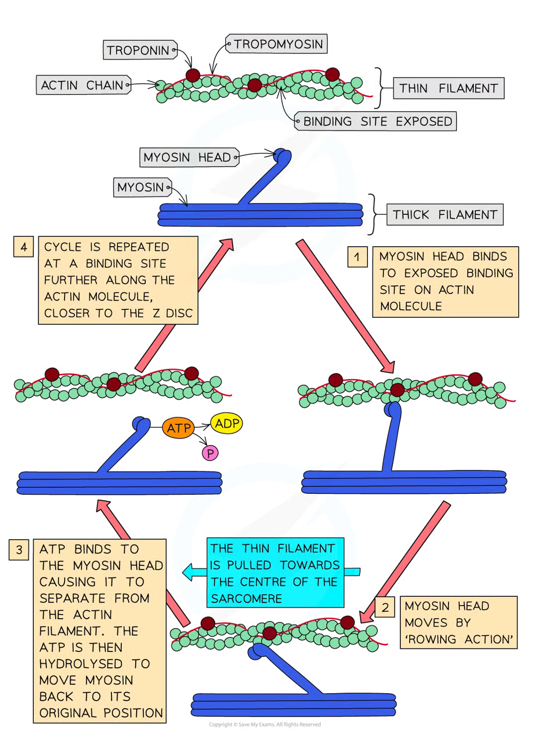 <ul><li><p>action potential arrives at neuromuscular junction</p></li><li><p>ca2+ released from sarcoplasmic rfeticulum</p></li><li><p>ca2+ bind to troponin mols stimulating shape change</p></li><li><p>troponin and tropomyosin proteins change position on actin (thin) filaments</p></li><li><p>myosin binding sites exposed on actin mols</p></li><li><p>glob heads of myosin mols bind with these sites, forming cross-bridges between 2 types of filament</p></li><li><p>myosin heads move and pull the actin filaments towards the centre of the sarcomere causing the muscle to contract a very small distance</p></li><li><p>atp hydrolysis occurs at myosin heads, providing energyt required for myosin heads to release actin filaments</p></li><li><p>myosin heads move back to og positions and bind tfo new binding sites on actin fils closer to z disc</p></li><li><p>myosin heads move again pulling actin fils even closer to centre of sarcomere causing it to shorten once more and pulling z discs closer together</p></li><li><p>myosin heads hydrolyse atp once more to detach again</p></li><li><p>as long as troponin and tropomysoin not blocking myosin-binding sites and muscle has a supply of atp process repeats until muscle fully contracted</p></li></ul><p></p>