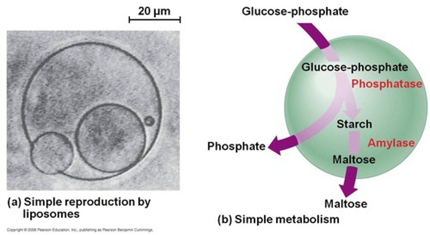 <p>An collection of pre-biotically produced (macro)molecules that acquired a boundary, such as a lipid layer (liposomes) or coacervates, which allowed it to maintain an internal chemical environment</p>