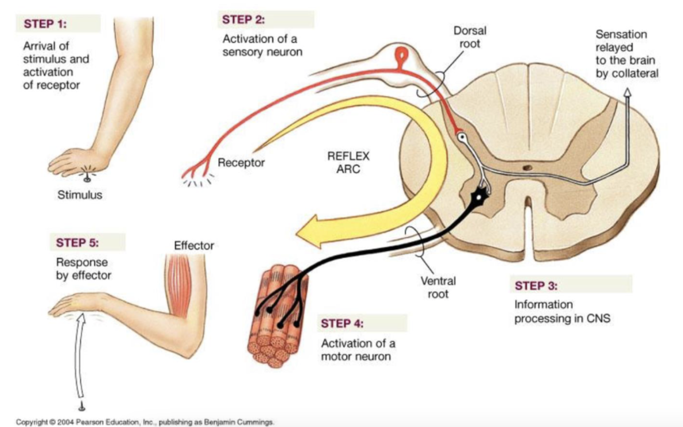 <p>arrangement of afferent, efferent, and interneurons that synapse in sequence to cause reflex response</p>