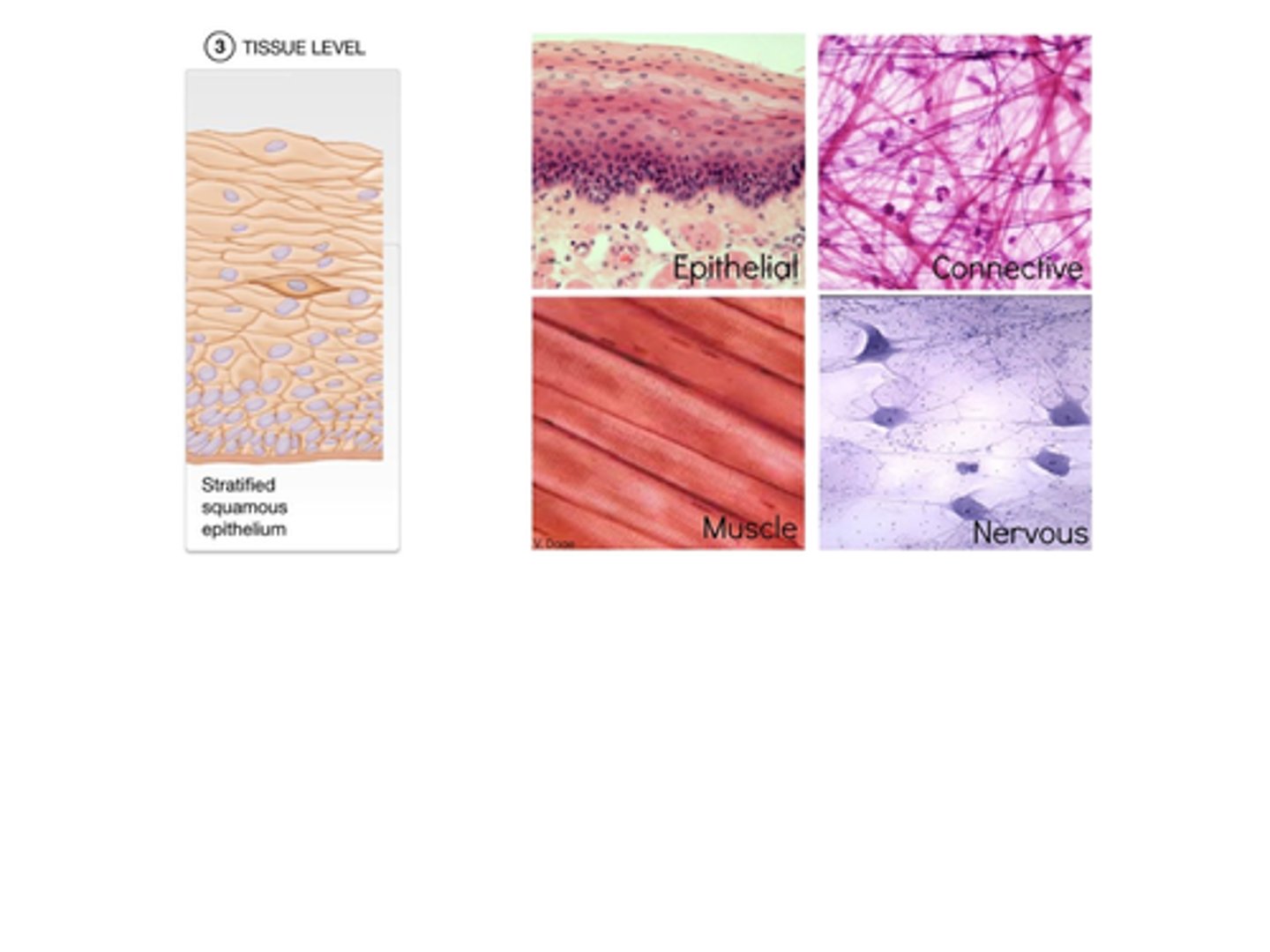 <p>_______________ consist of two components: cells and the surrounding extracellular matrix.</p><p>A) Organs</p><p>B) Tissues</p><p>C) Systems</p><p>D) Organoids</p>