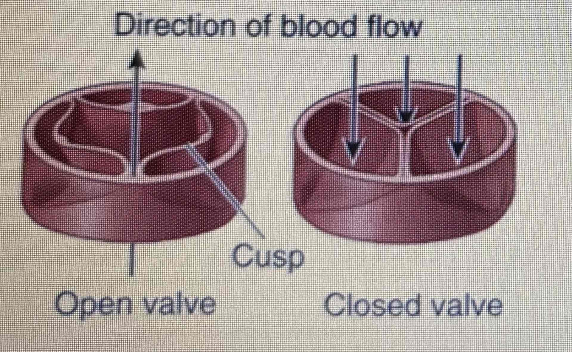 <ul><li><p>Aortic: between left ventricle and aorta</p></li><li><p>Pulmonary: between right ventricle and pulmonary valve</p></li></ul>