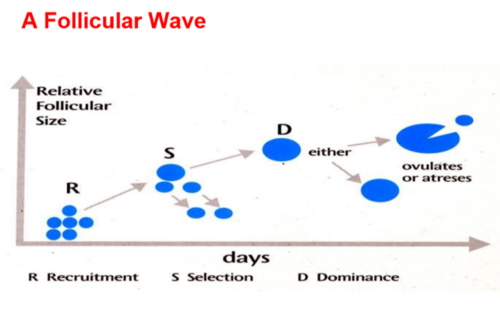 Recruitment - multiple follicles gather on ovary
Selection - follicles compete for dominance
Dominance - single follicle is chosen to ovulate
Atresia - death of follicle if not fertilized