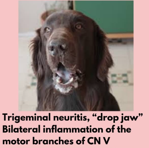 <p><span>Problem with mastication since it regulates the jaw, so signs is dropping of affected side with saliva hanging down from one side of the mouth</span></p>