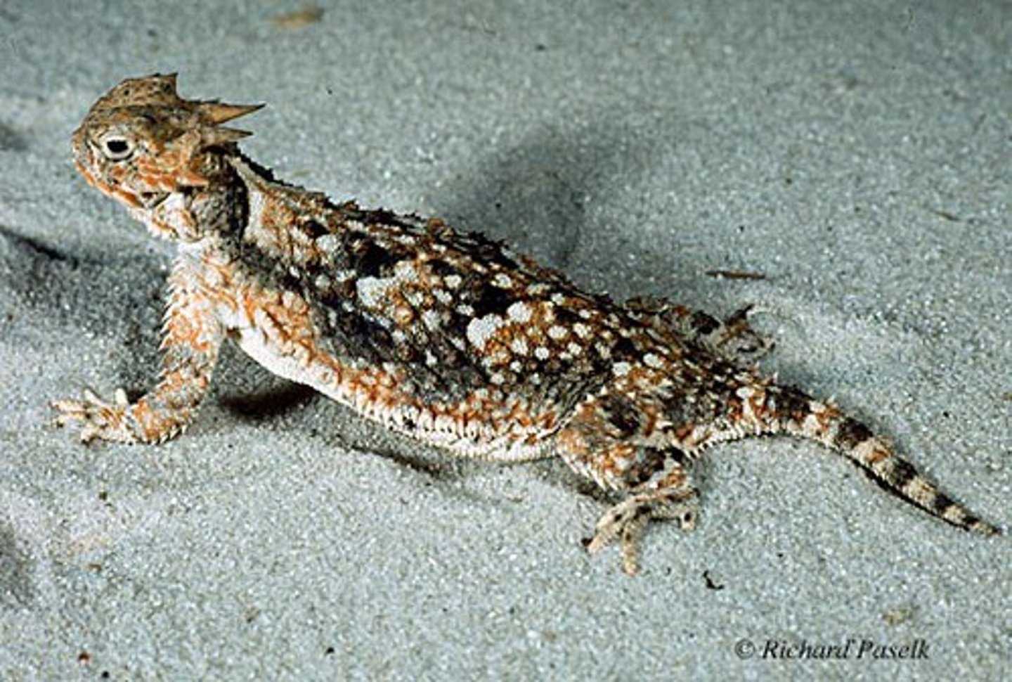 <p>Desert Horned Lizard</p>