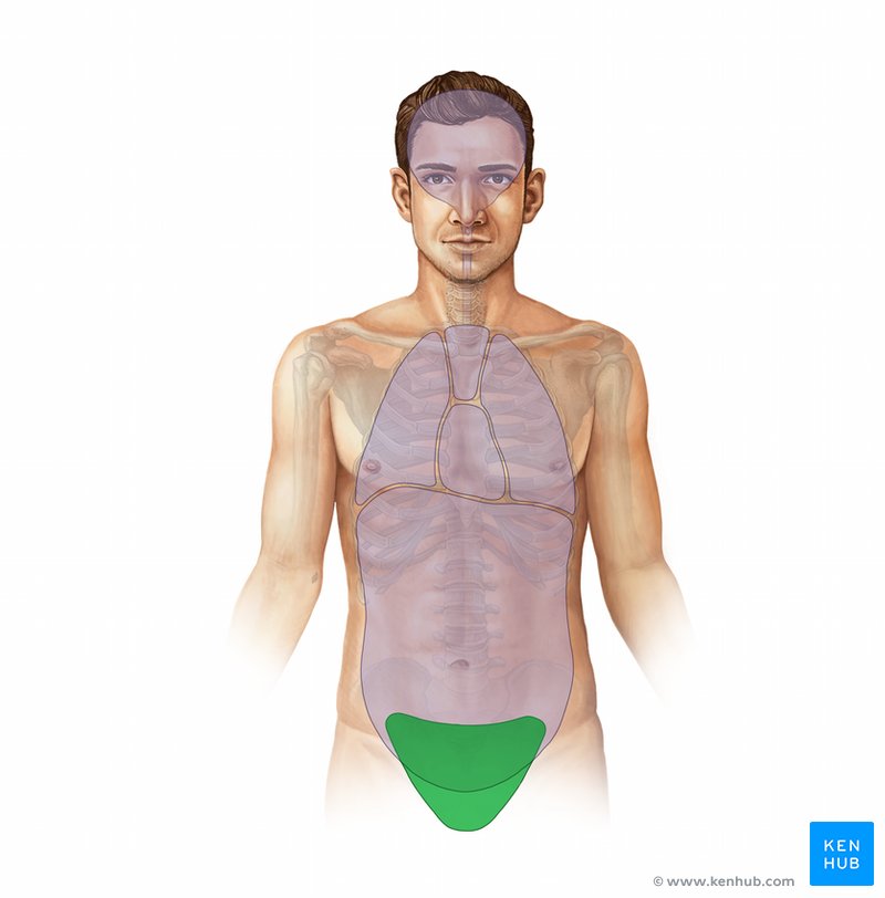 <p>Houses the reproductive organs, bladder, and rectum—<strong><mark data-color="red" style="background-color: red; color: inherit"><u>all partially enclosed by the pelvic bone.</u></mark></strong></p><ul><li><p>Inferior to the abdominal cavity.</p></li><li><p>Part of the abdominopelvic cavity (divided into anatomical left and right quadrants).</p></li><li><p>Also divided into nine regions.</p></li></ul><p></p>