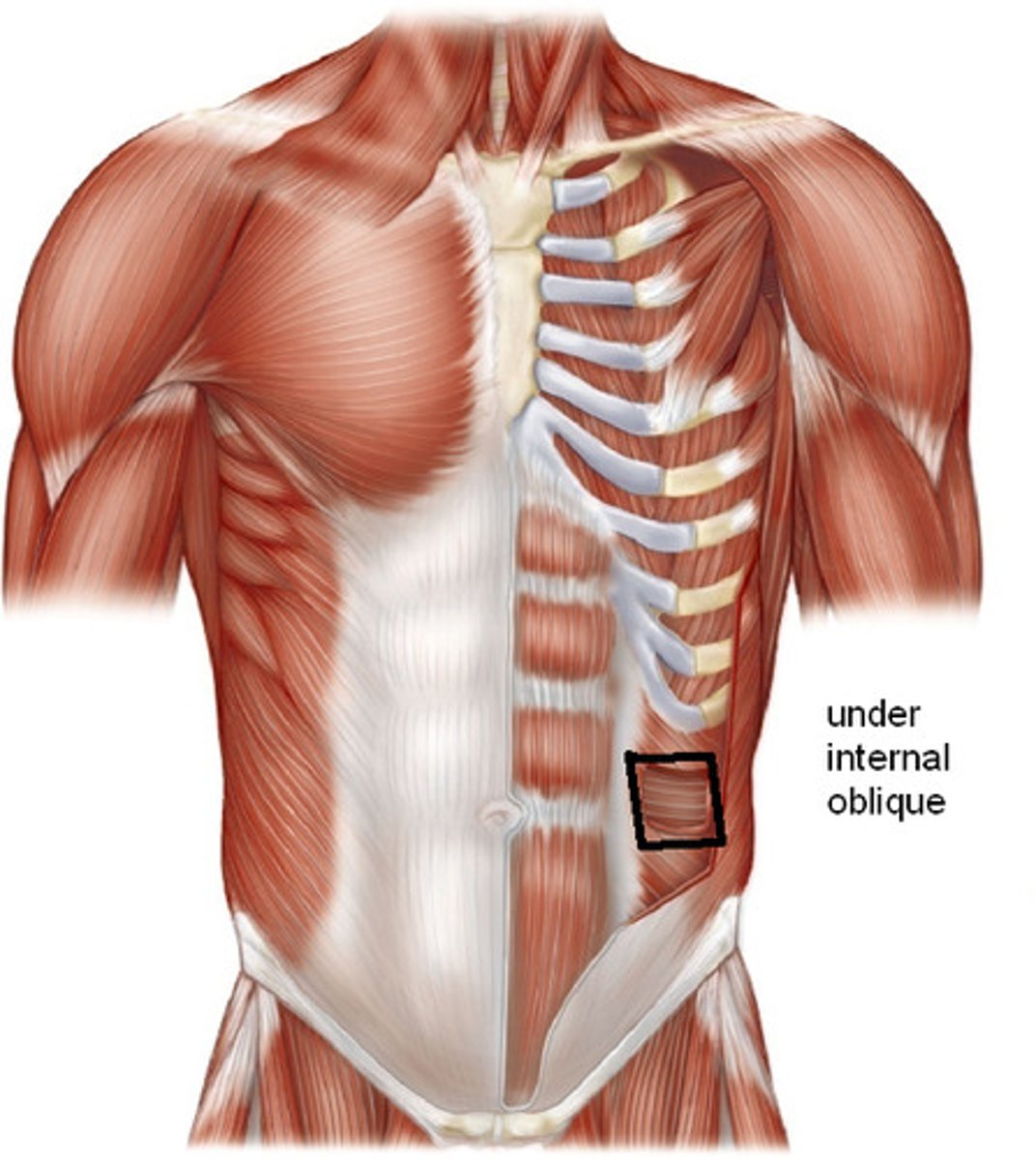 <p>Cadaver/Supine</p><p>Location: Deepest of all of the ab muscles</p><p>Muscle actions: compress the abdomen, core muscle</p>