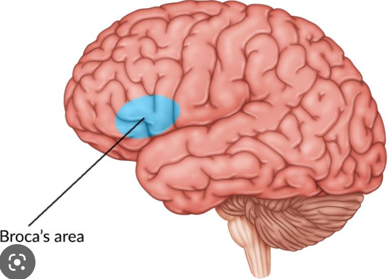 posterior portion of left inferior frontal gyrus (3rd frontal convolution)