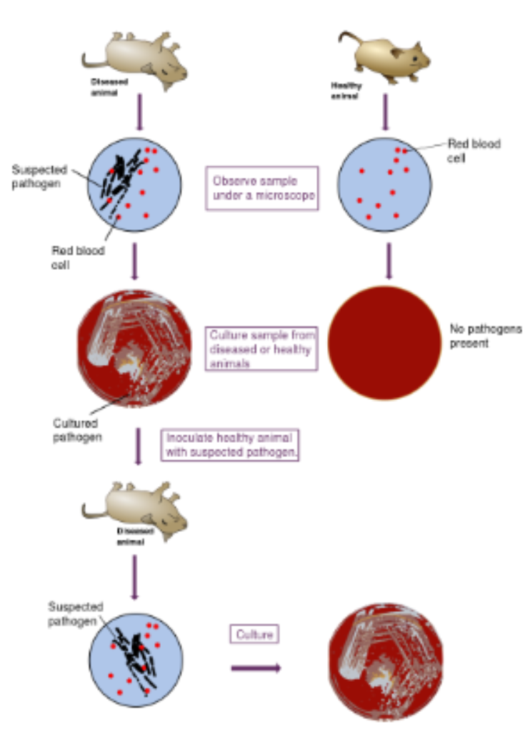 <ol><li><p>the microorganism must be found in abundance in all organisms suffering from disease, but should not be found in healthy organisms. </p></li><li><p>the microorganism must be isolated from a diseased organism and grown in pure culture </p></li><li><p>the cultured microorganism should cause disease introduced into a healthy organism </p></li><li><p>the mircoorganism must be reisolated from the inoculated, diseased experimental host and identified as being identical to the original specific causative agent </p></li></ol><p></p>