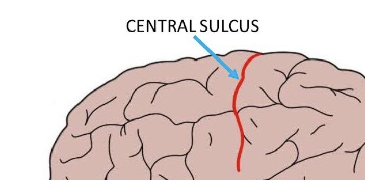 <p>The central sulcus</p>