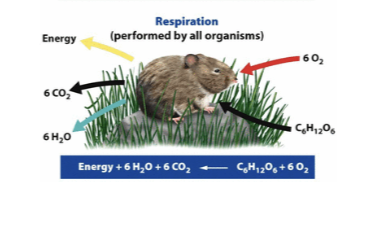 <p>Cellular respiration</p>
