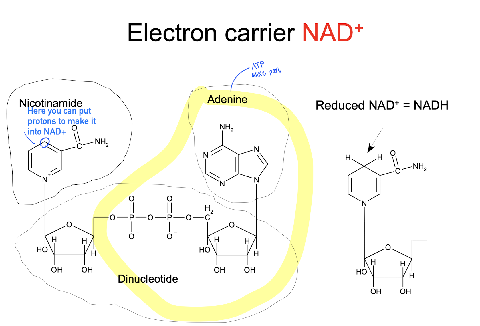 <ul><li><p>Electron carrier </p></li><li><p>Used in glycolysis (?) </p></li><li><p>Used in ATP synthesis </p></li></ul><p></p>